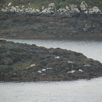 scotish seals! near Dunvegan