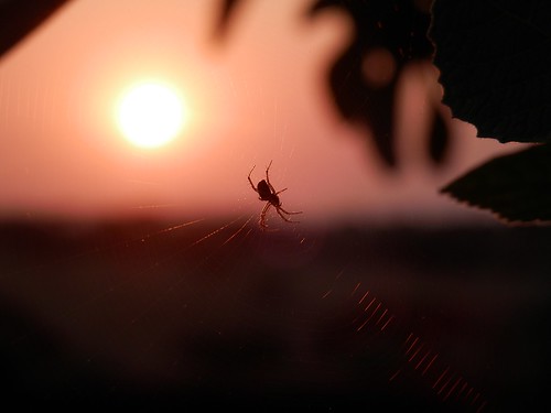 Aranha e nascer do sol