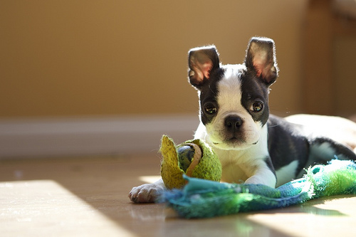 Boston terrier