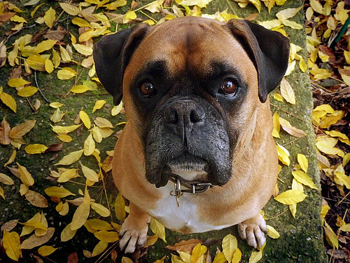 Boxer