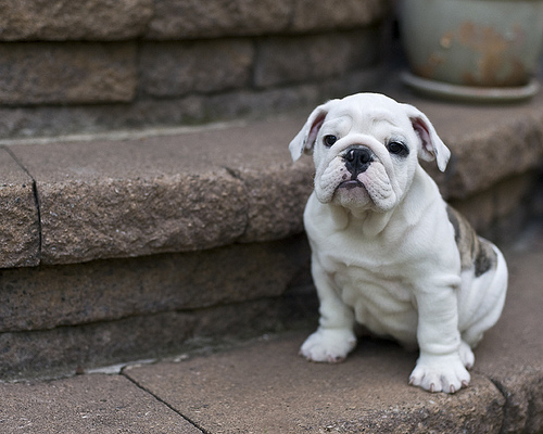 English bulldog