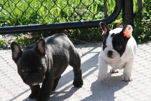 French bulldog