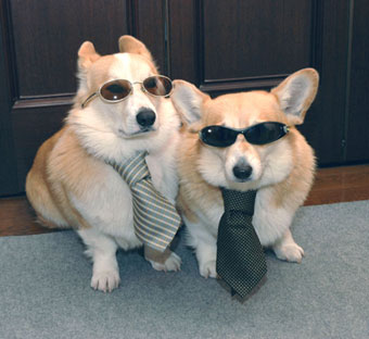 Corgi