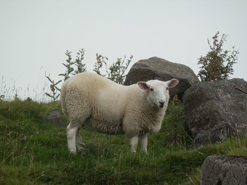 Scottish Sheep!