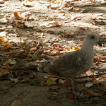 PA250026
