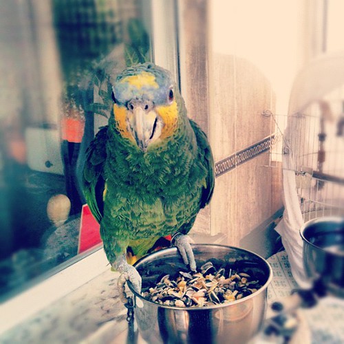 #photoadaymay - day 5 - bird