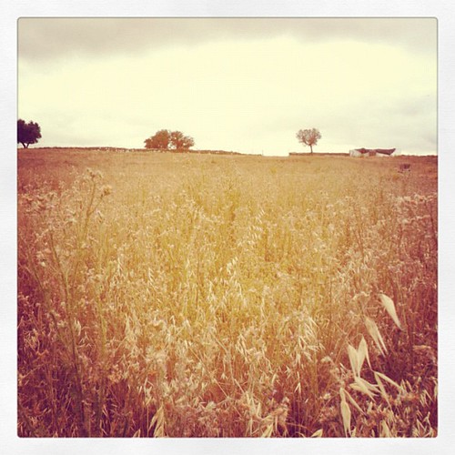 Campo