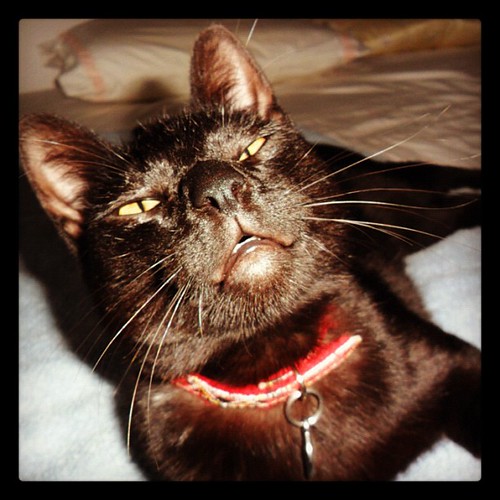 Gmork (neverending story) aka Fuscas