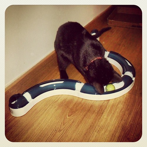 #photoadaymay - day 18 - something I made - assemble Cat Senses, Fuscas is loving it