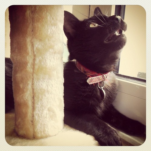 #photoadaymay - day 26 - 12 oclock