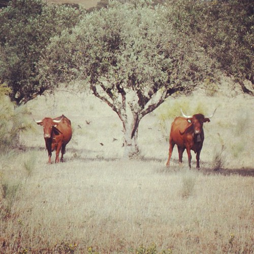 Vacas... Provavelmente a conspirar contra os humanos
