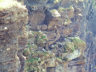 Birds in Cliffs of Moher, Ireland