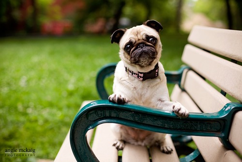 Pug