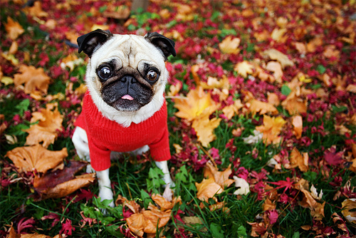Pug