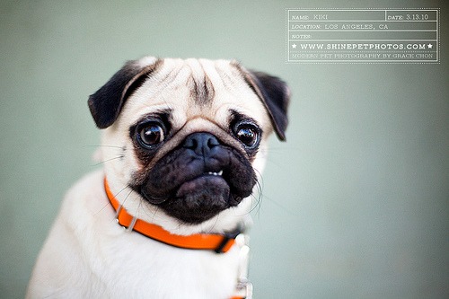Pug