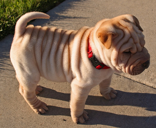 Sharpei
